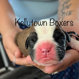 Boxer Puppies from Amy's Boxers