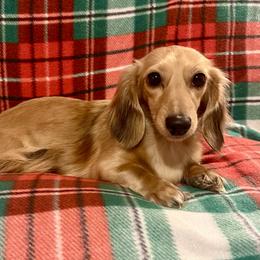 Banksey - Dachshund