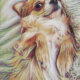 Chihuahua Puppies from Fine Whines & Lickers