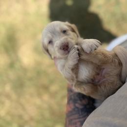Maverick - Cream male Dachshund puppy in Mc Alester, Ok, Oklahoma from New Hope Miniature Dachshunds