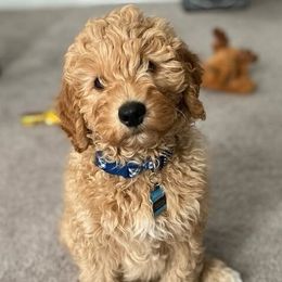 Goldendoodles from Triple Creek Goldendoodles