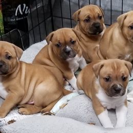 Staffordshire Bull Terrier Puppies from Aran Isle Staffords