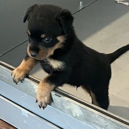 Rottweiler Puppies from Rott Nation Dog Breeding