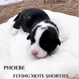 Phoebe - Black and white female Cardigan Welsh Corgi puppy in Casper, Wyoming from Flying Note Shorties
