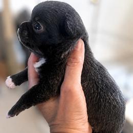Cane Corso and Chihuahua Puppies from Royalty Kennels