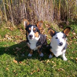 Cardigan Welsh Corgi puppies from Aramora Cardigan Welsh Corgis
