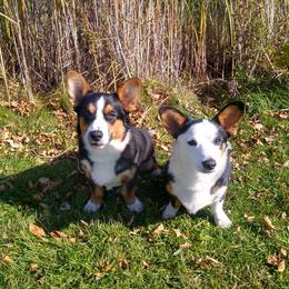 Cardigan Welsh Corgi puppies from Aramora Cardigan Welsh Corgis