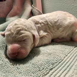 Cream Puff - Cream female Poodle puppy in Clayton, Washington from Short Legs & Curly Wags LLC
