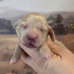 Light blue collar male - Cream male Dachshund puppy in Romney, Indiana from Brown's Valley Dachshunds