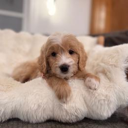 Girl 4 - Red  female Goldendoodle puppy in North Royalton, Ohio from Johnson's Doodles
