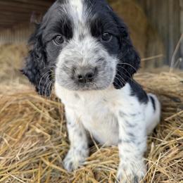 Roxy - Black and white female English Springer Spaniel puppy in Coxs Creek, Kentucky from Bluegrass Bend English Springer Spaniels