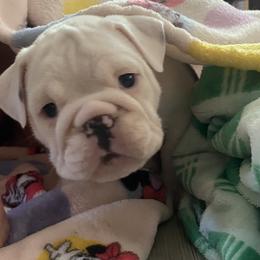 Bulldog Puppies from Midwest Monster Made Bulldogs