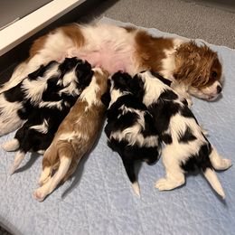 Cavalier King Charles Spaniel Puppies from Southern Valley Cavaliers