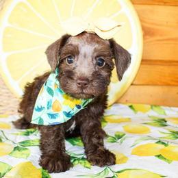 Goldendoodle and Miniature Schnauzer Puppies from Rocking H
