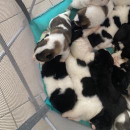 Akita Puppies from Gloe Akita's