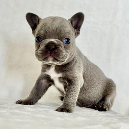 Girl 3 - Blue female French Bulldog puppy in Walnut, California from Flores Frenchies