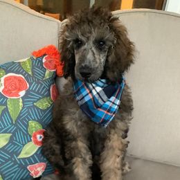 Goldendoodles, Labradoodles, Poodles, and Sheepadoodles from Osage Puppies LLC