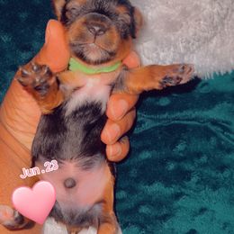 Yorkshire Terrier Puppies from Joy Riley's Yorkies