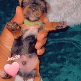 Yorkshire Terrier Puppies from Joy Riley's Yorkies