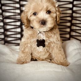 Cavapoo, Cockapoo, and Poodle Puppies from Benji’s Cockapoos