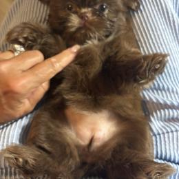 Shih Tzu Puppies from Staci Fidler