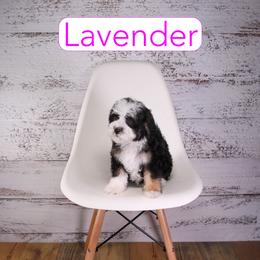 Lavender - Phantom female Assorted Doodle Crosses puppy in Calhoun, Georgia from Happy Top Doodles