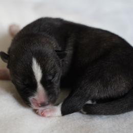 Leo - Agouti and white male Siberian Husky puppy in Wiscasset, Maine from Running with Huskies