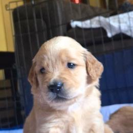 Golden Retriever puppies from Mount Hood Golden Retrievers