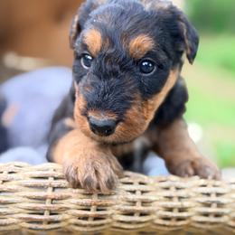 Riley aka Baby Girl Red - Black and tan female Airedale Terrier puppy in Mooresville, North Carolina from Farm 55