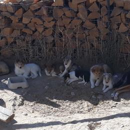 Collie Puppies from Desert Kennels