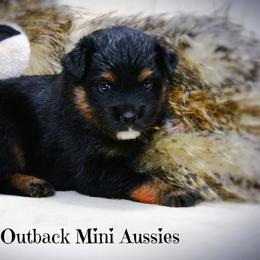 Snoop - Red tri-color male Australian Shepherd puppy in Ranger, Texas from Outback Mini Aussies