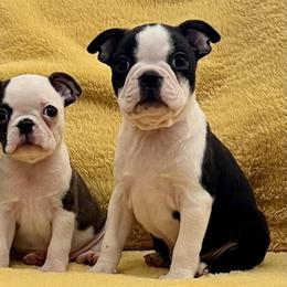 Boston Terriers from CK Boston Terriers
