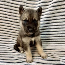 AKC Penelope - Agouti and white female Siberian Husky puppy in Cedarville, Ohio from Evereve Kennels