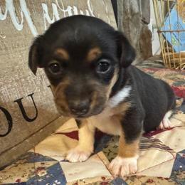 Astro - Black and white male Teddy Roosevelt Terrier puppy in Cumming, Georgia from Barnett’s Rambling Terriers