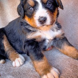 Bernedoodle, Bernese Mountain Dog, and Siberian Husky Puppies from Timberline Paws