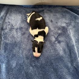 Girl 2 - White tan and black female Wire Fox Terrier puppy in Knoxville, Tennessee from Wire Hairs of Knoxville