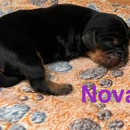 Nova - Black and tan female Cavalier King Charles Spaniel puppy in Ormond Beach, Florida from Parkside Cavaliers