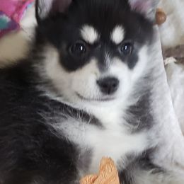 Pomskies from Mark's Pomskies