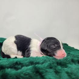 Goldie - Parti female Goldendoodle puppy in Grabill, Indiana from Rose's Doodles