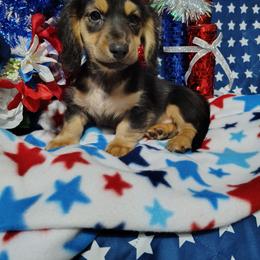 Spencer - Black and cream male Dachshund puppy in Hudson, Michigan from Mittentail Kennel Miniature Dachshunds & Australian Shepherds