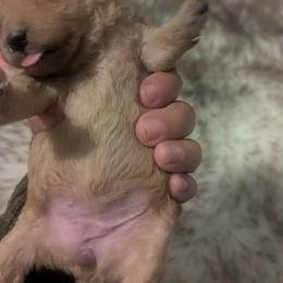 Pumpkin - Apricot female Poodle puppy in Martin, Tennessee from TNT PUPPIES