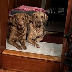 Chesapeake Bay Retriever puppies from Chessieville Bay