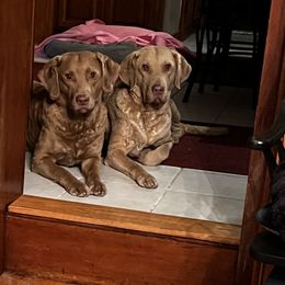 Chesapeake Bay Retriever puppies from Chessieville Bay