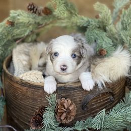 Rhodes - Blue merle male Miniature Australian Shepherd puppy in Wesley Chapel, Florida from August Oaks Aussies
