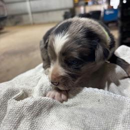 Boy 2 - Blue merle male Australian Shepherd puppy in Almo, Kentucky from Riley's Paw Pals