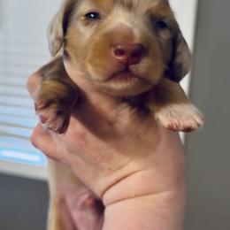 Perry - Chocolate and tan male Dachshund puppy in Bennett, North Carolina from Cherished Dachshunds