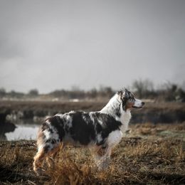 Ocean - Blue merle female Australian Shepherd puppy in Stanwood, Washington from BlueSpark Australian Shepherds
