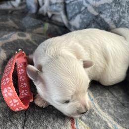 Pistol- Salmon - White female Coton de Tulear puppy in Rubicon, Wisconsin from Darryl's Cotons de Tulear