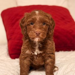 Prancer - Red  male Goldendoodle puppy in Sallisaw, Oklahoma from Huddle Puppies