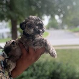 Shihpoos from Nell’s Adorable Yorkshire’s